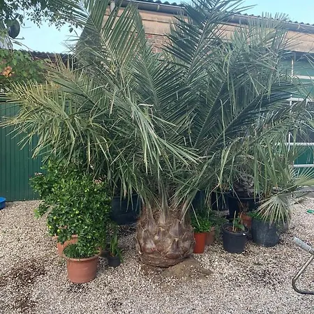 Villakunterbunt * Nettetal