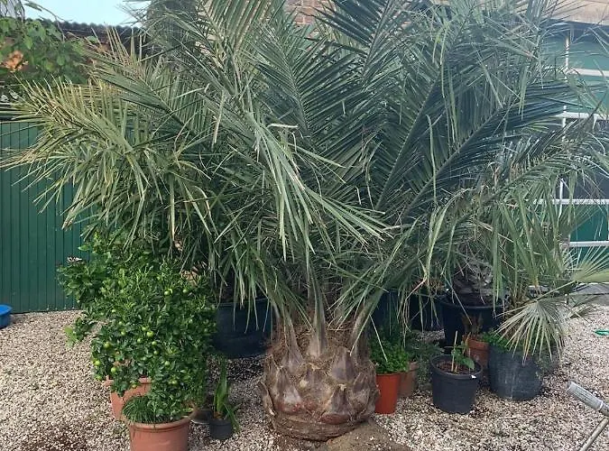 Villakunterbunt * Nettetal